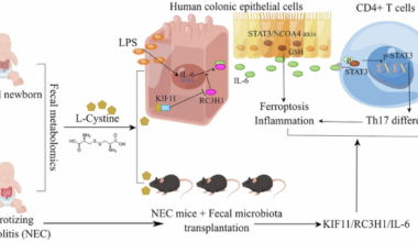 L-cystine alleviates necrotizing enterocolitis by regulating ferroptosis and Th17 cell differentiation via the IL-6/STAT3 pathway
