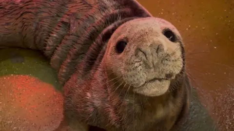 RSPCA West Hatch A grey seal pup looking up at the camera. It has a grey fluffy face and big black eyes. It is sitting under a heat lamp so has an orange glint on its fur.