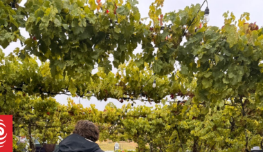 Rhythm and Vines dries out after soggy start