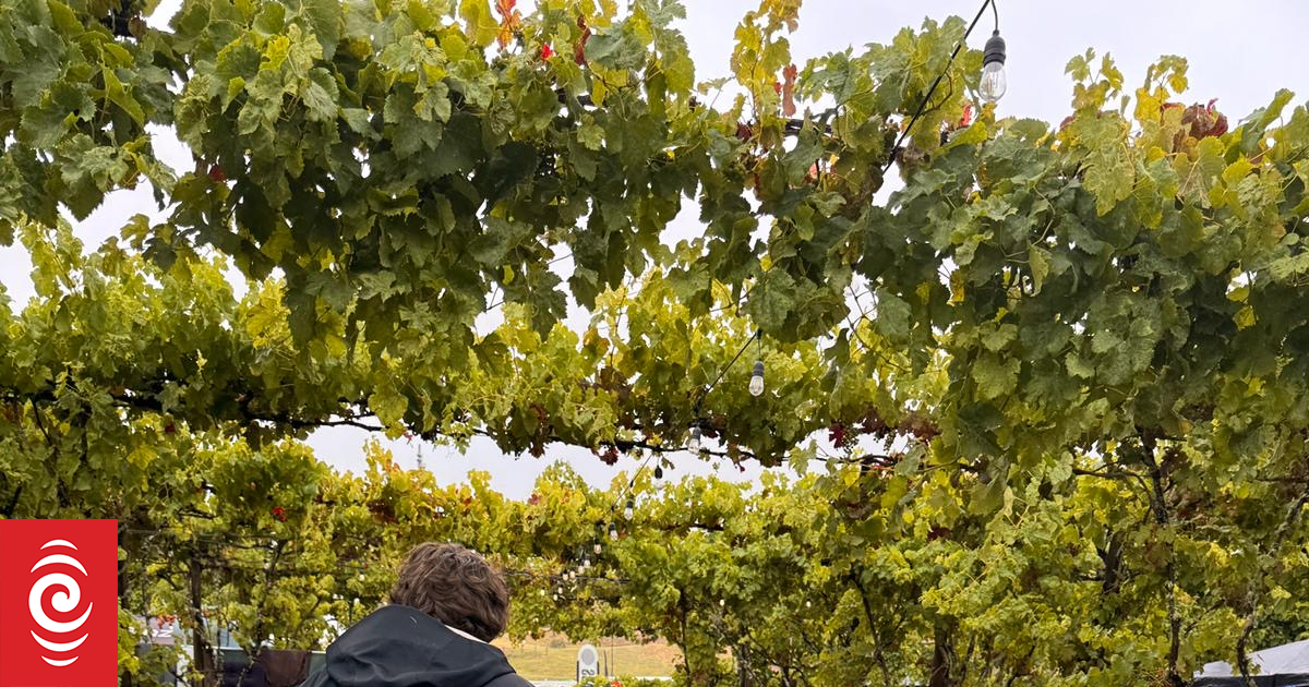 Rhythm and Vines dries out after soggy start