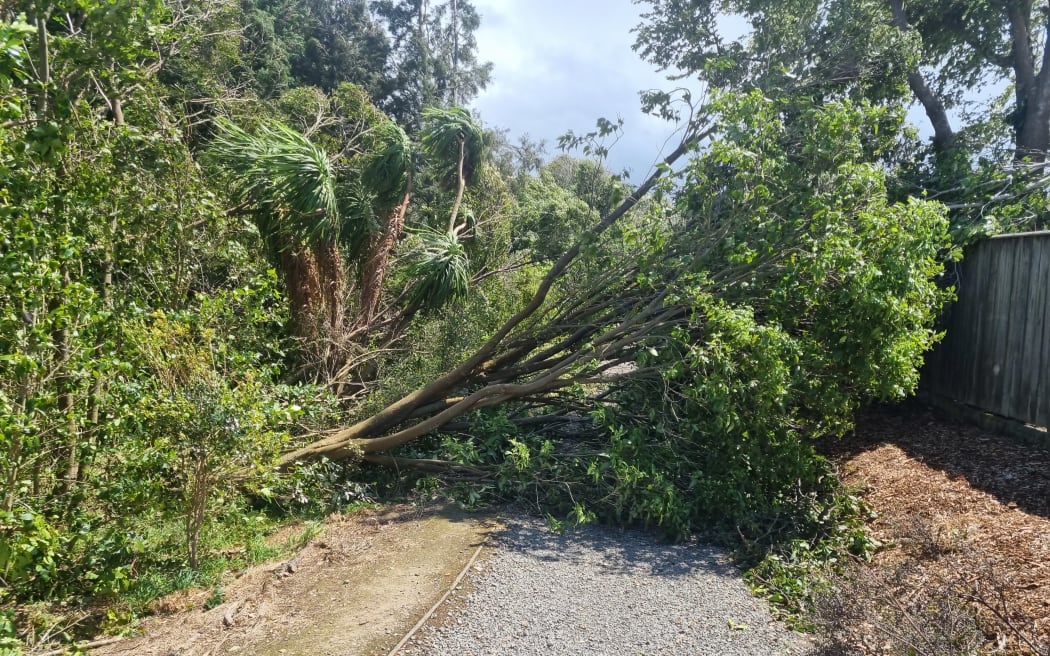 Fences and trees are down today in the Summerhill area of Palmerston North after a windy night.