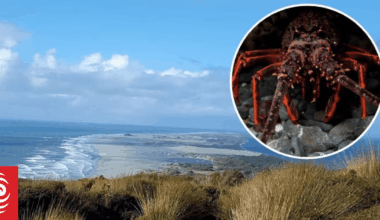 Crayfish crackdown: Nelson man Joshua Spooner in court over Facebook seafood sales