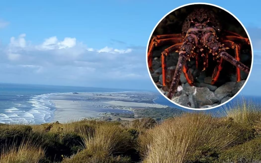 Crayfish, Farewell Spit