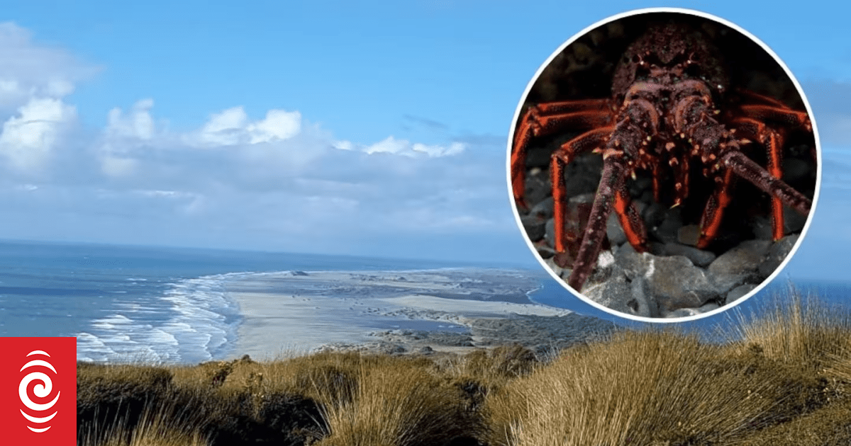 Crayfish crackdown: Nelson man Joshua Spooner in court over Facebook seafood sales