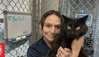 Boris the missing cat home for Christmas: Ten months on the loose after Nelson SPCA intruder freed him