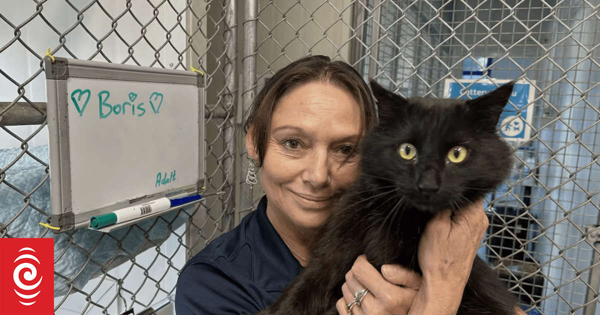 Boris the missing cat home for Christmas: Ten months on the loose after Nelson SPCA intruder freed him