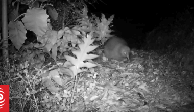 Kiwis hatch in Nelson sanctuary during Christmas season