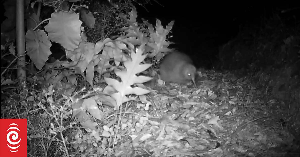 Kiwis hatch in Nelson sanctuary during Christmas season