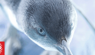 Little blue penguin's special Christmas Eve release after two-month hospital stint