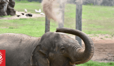 Former Auckland Zoo elephant that moved across Tasman to have children has stillbirth