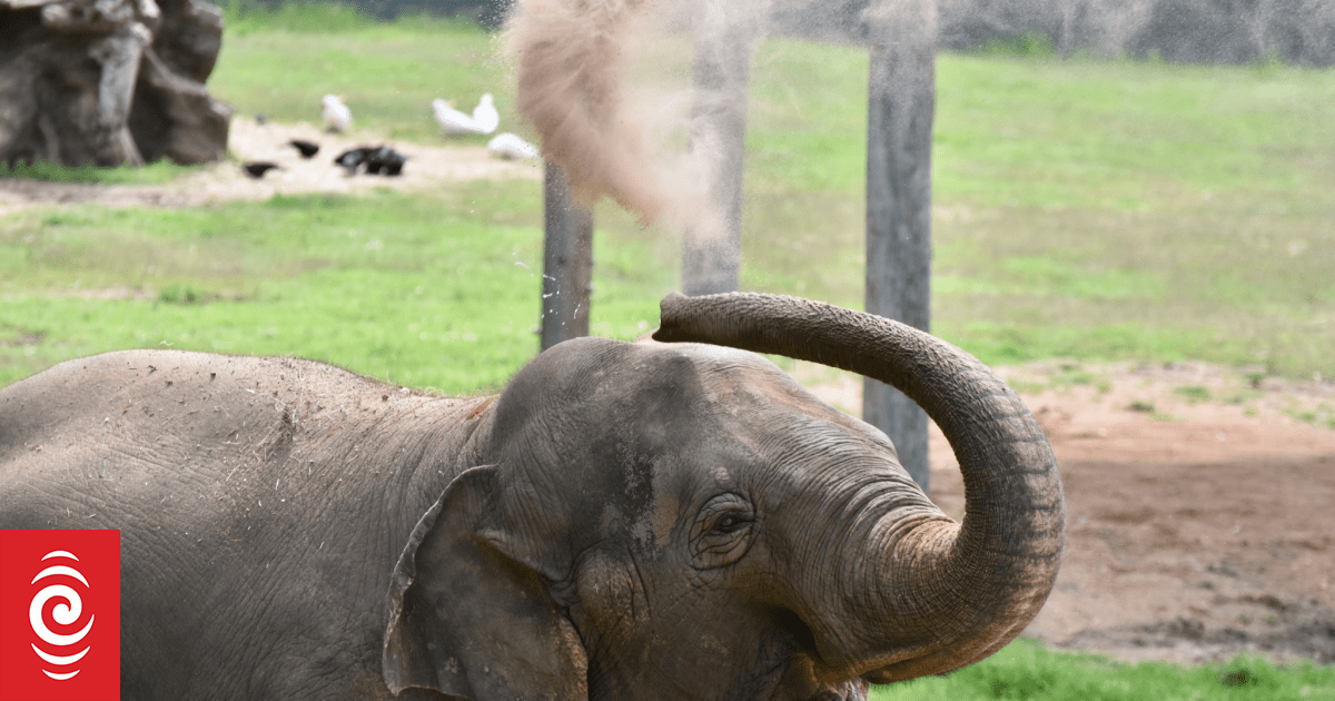 Former Auckland Zoo elephant that moved across Tasman to have children has stillbirth
