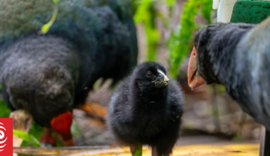 Takahē pair thought to be infertile hatch chick at Zealandia