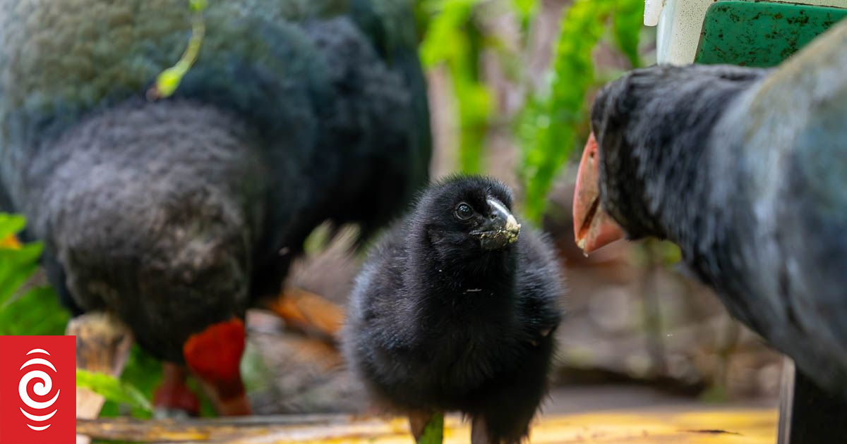 Takahē pair thought to be infertile hatch chick at Zealandia