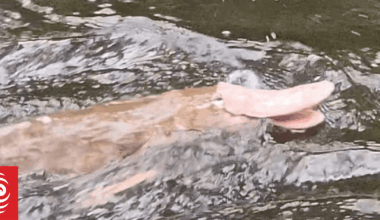 Rare pink platypus spotted in East Gippsland river by Melbourne fisherman