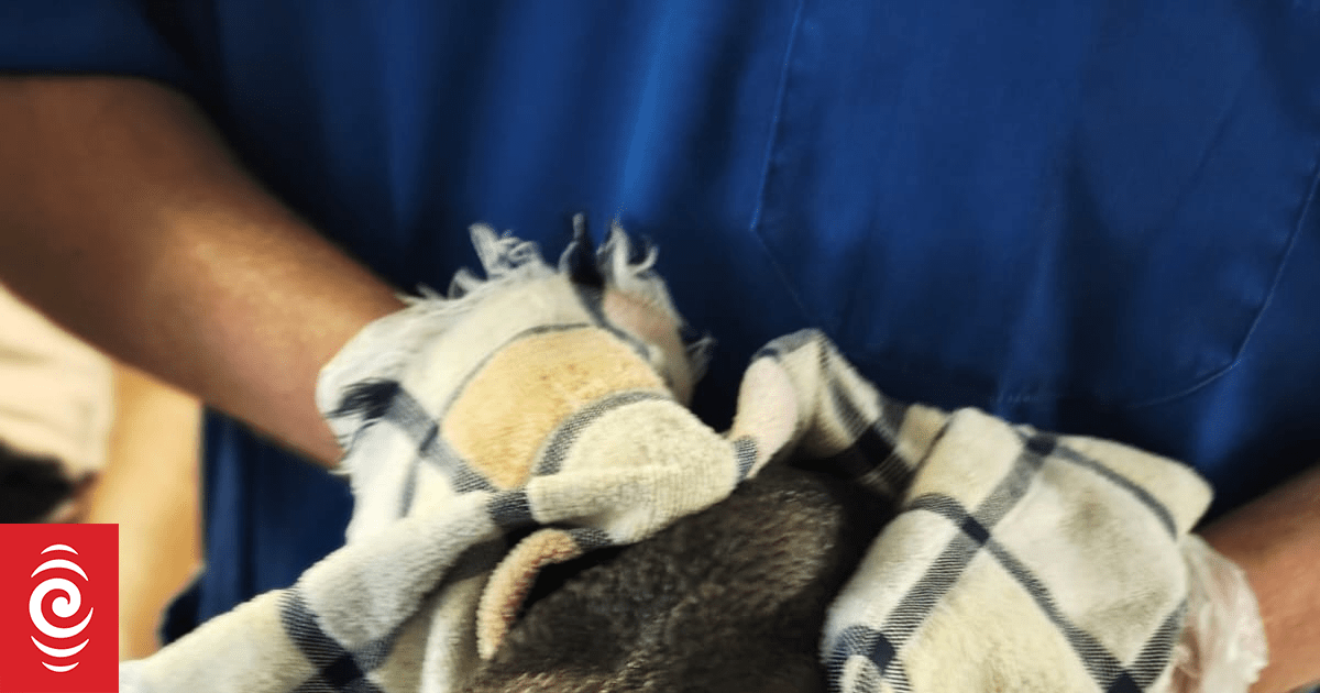 Auckland owners warned to control dogs after attacks on little blue penguins