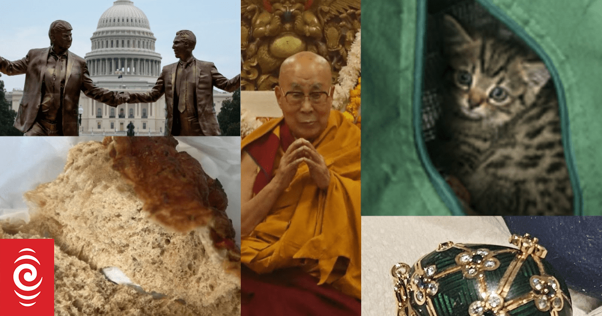 The oddest news RNZ covered in 2025