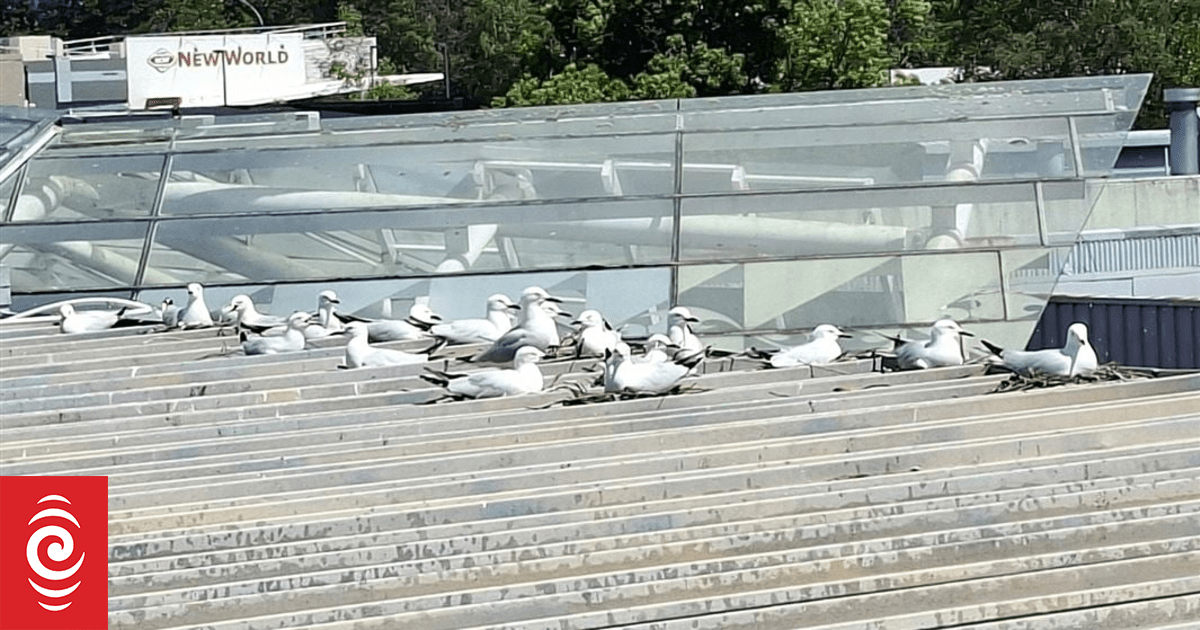Threatened gulls back on rooftops in Tūrangi town centre