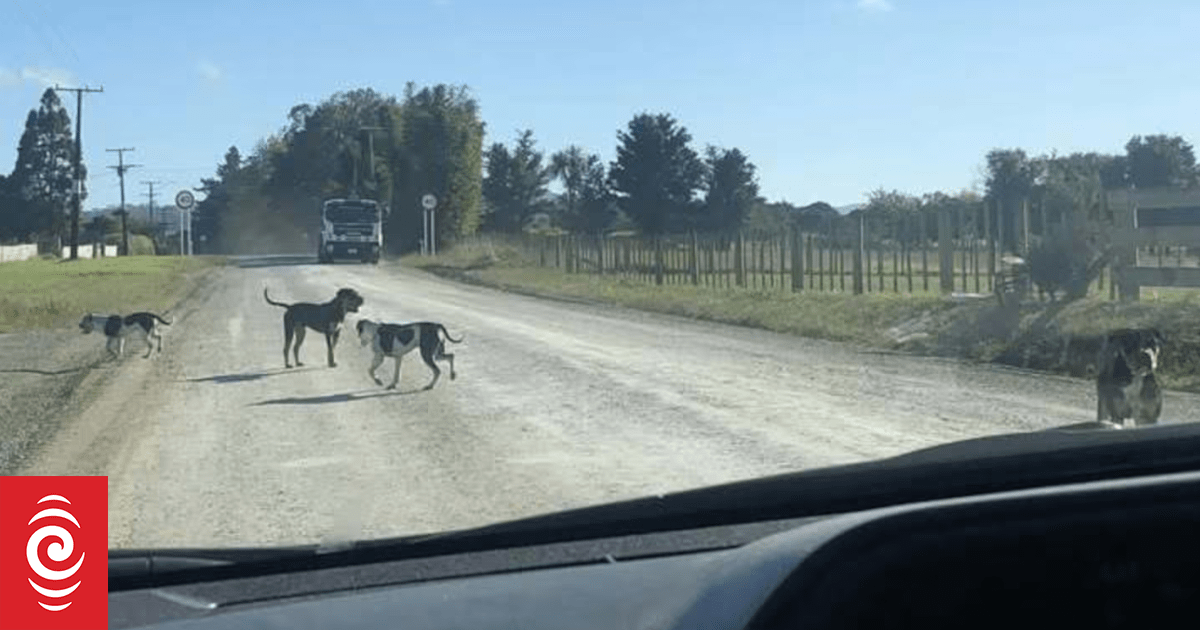 Dog attack victim says Kaipara mauling followed years of complaints
