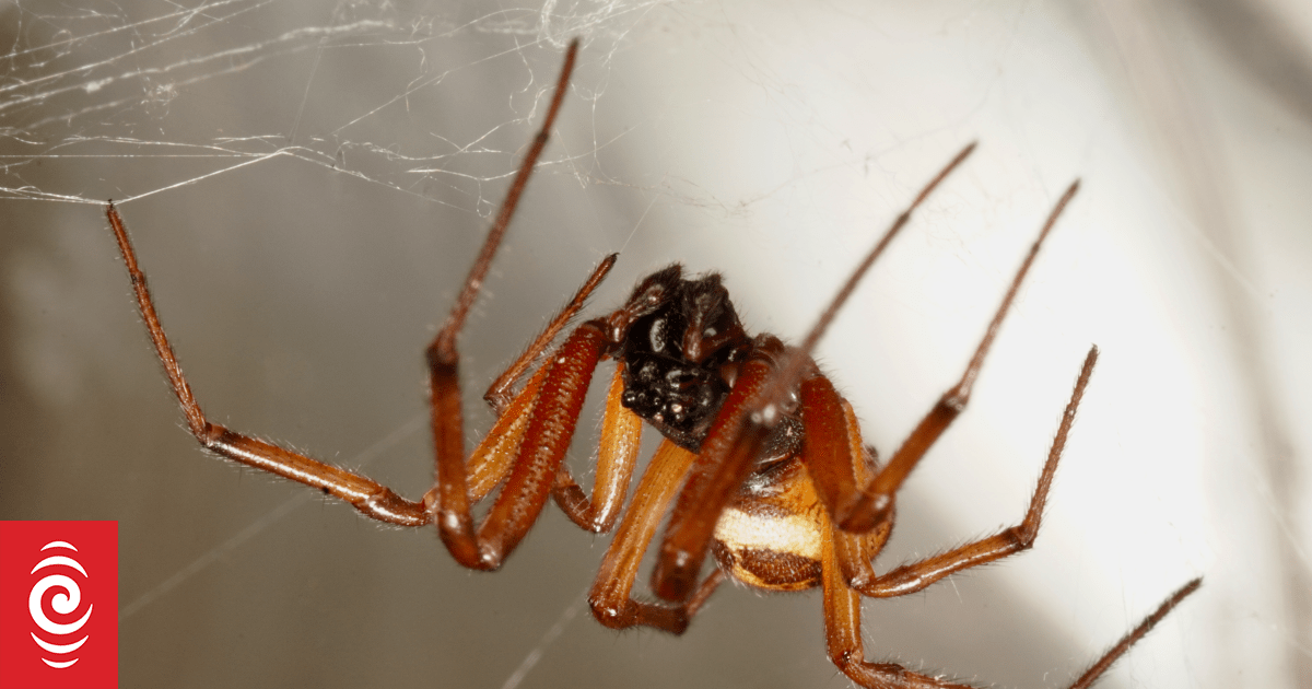 Scientists investigate venomous spider 'hotspots'