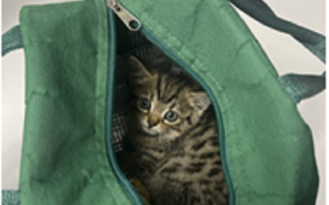 Cat-astrophe avoided after purrfect find in car engine