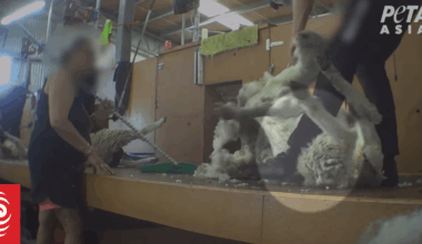 Animal rights advocates call for camera surveillance in shearing sheds