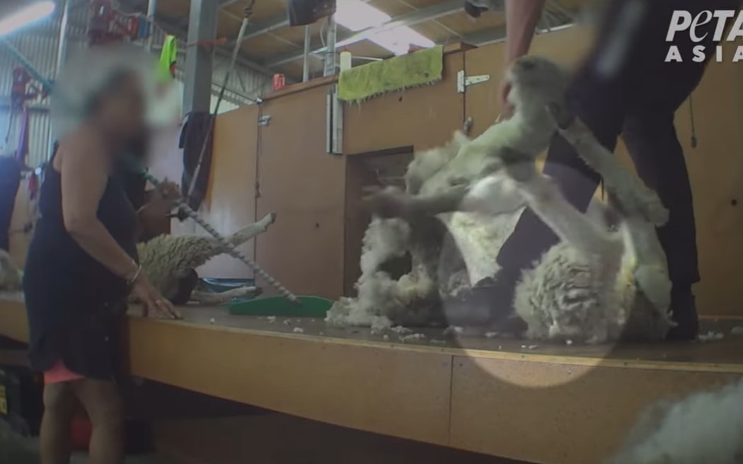 PETA says video footage captured on New Zealand farms exposes the cruelty involved in sheep shearing. Photo: Supplied/PETA Asia