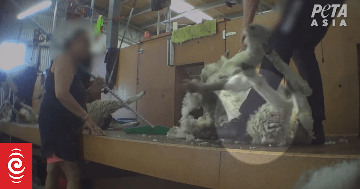 Animal rights advocates call for camera surveillance in shearing sheds