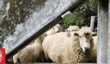 Sheep shearing industry, government announce $75,000 animal welfare programme