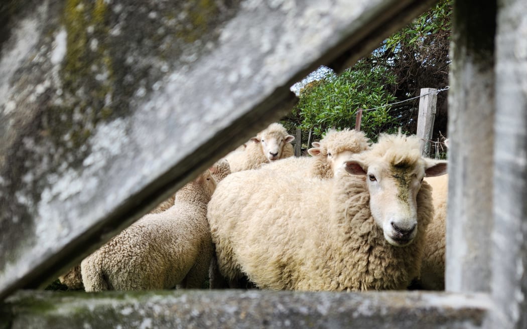Ewes and lambs in a pen