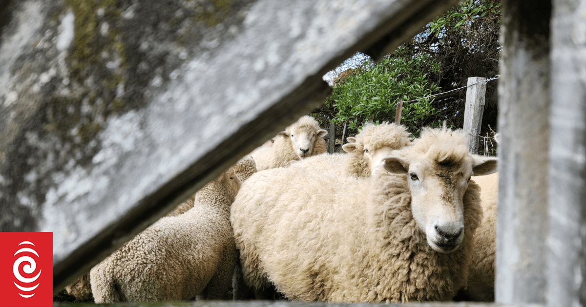 Sheep shearing industry, government announce $75,000 animal welfare programme