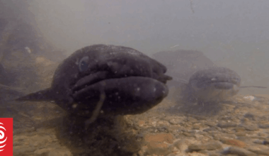Uncovering the mysteries behind eel migration and spawning
