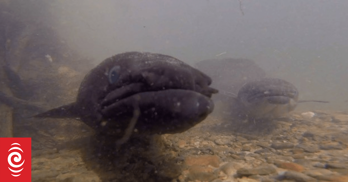 Uncovering the mysteries behind eel migration and spawning