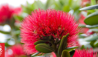 Most of NZ’s flowering plants grow nowhere else – and Christmas falls in peak blooming season