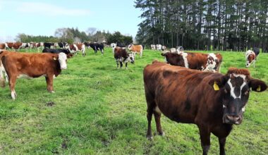 Pāmu Landcorp boss promises better financial performance, says there are ‘conversations’ around its future