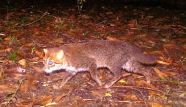 Elusive wild cat feared extinct rediscovered in Thailand