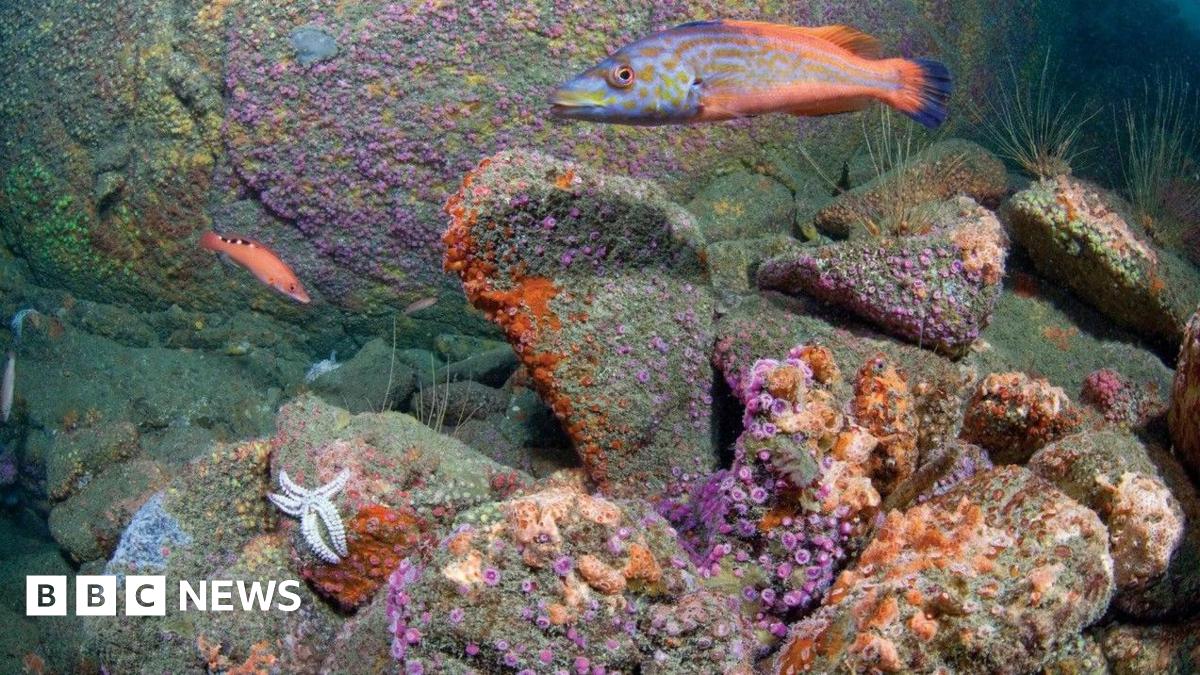 An underwater scene with purple and bright orange creatures attached to rocks. A five-legged white starfish is on one rock and there is a small thin orange fish with three black and pale yellow or white spots on its back. a larger fish has a bright blue tail with orange markings stretching along the top and bottom of its body. It had pale blue colouring along its body with orangey brown spotty markings, with some yellowish-green markings around its mouth towards its gills.
