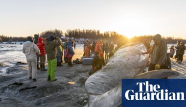A dead whale shows up on your beach. What do you do with the 40-ton carcass? | Whales