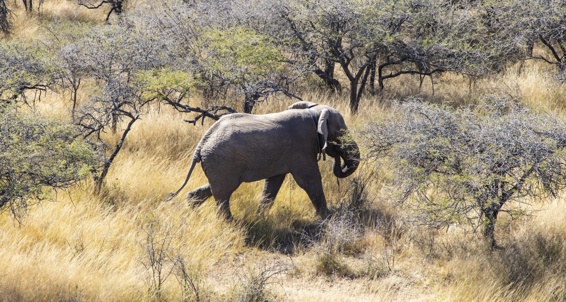 How Cooperation Secured the Future of South Africa’s Smallest Free-Roaming Elephant Herd