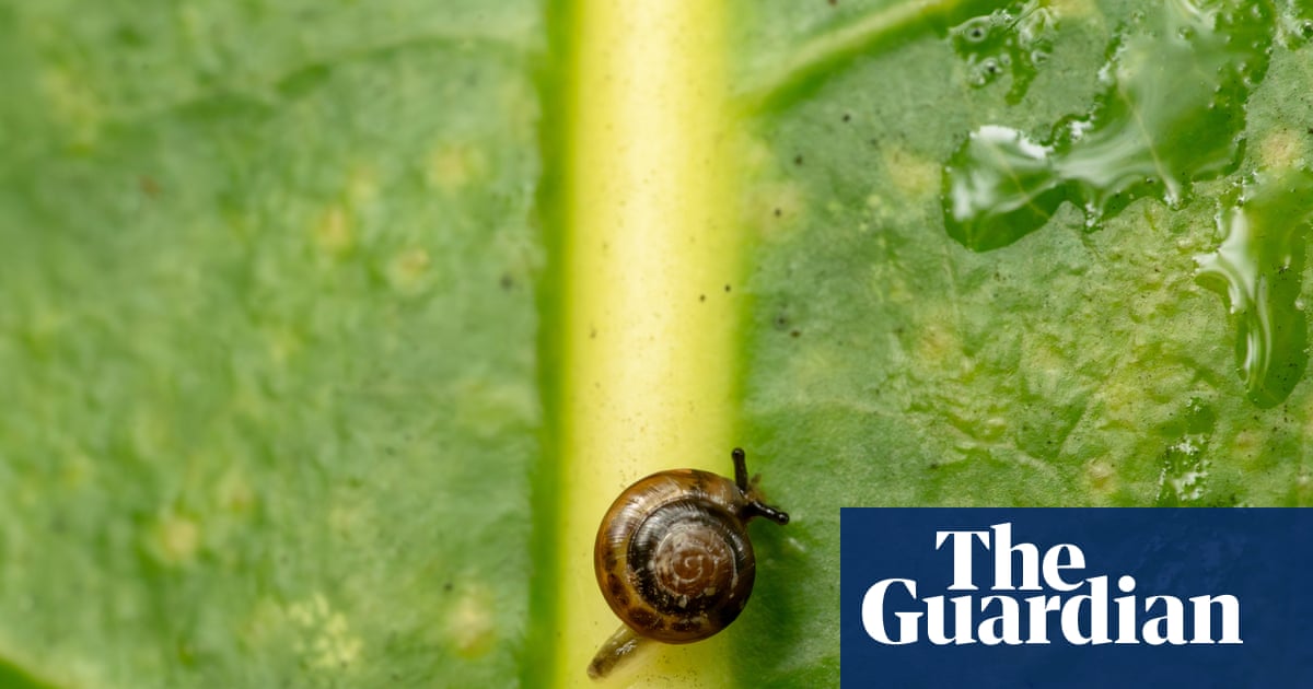 Snails on a plane: Australia flies rescue mission to Norfolk Island for a tiny, critically endangered species | Environment
