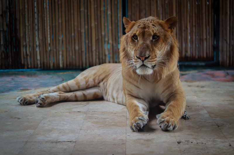 A liger is a hybrid animal resulting from the mating of a male lion and a female tiger, both belonging to different species within the same genus (Panthera). Sriayuthaya Lion Park Facebook Page