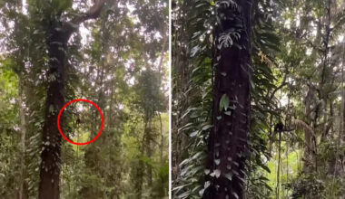 Aussie photographer blown away by 'rarest wildlife encounter' he's ever seen