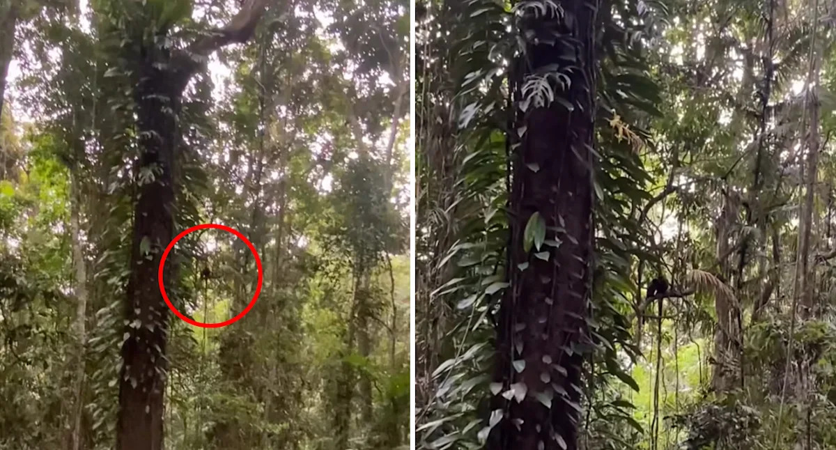 Aussie photographer blown away by 'rarest wildlife encounter' he's ever seen