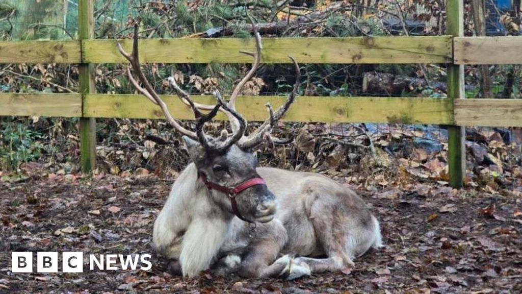 Runaway reindeer who fled Formby attraction has security beefed up
