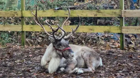Steve Howard A reindeer lying down in its enclosure.