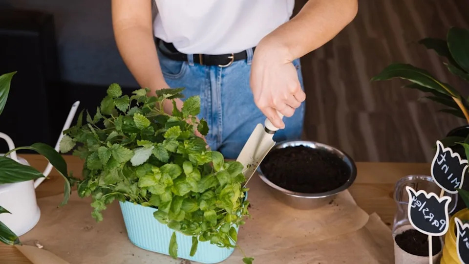 Unrecognized woman planting mint in pot. Close up photo.