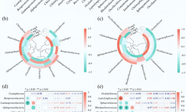 Microalgal–Bacterial granules show resilience to estrogen pollution but face structural collapse at high contamination levels