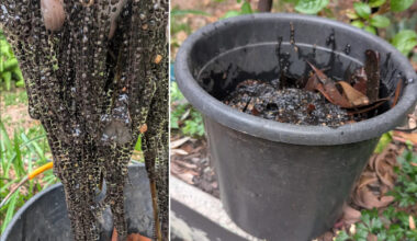 Alarming 5kg discovery on Aussie tourist island highlights threat on the move: 'Hundreds of thousands'