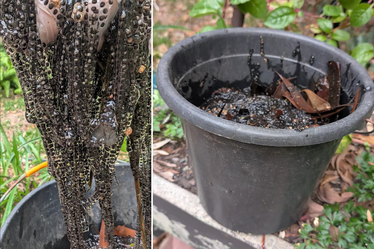 Alarming 5kg discovery on Aussie tourist island highlights threat on the move: 'Hundreds of thousands'