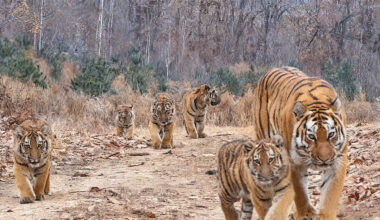 The six-tiger family captured by cameras in the Northeas China Tiger and Leopard National Park in November. Photo: Courtesy of One Planet Foundation