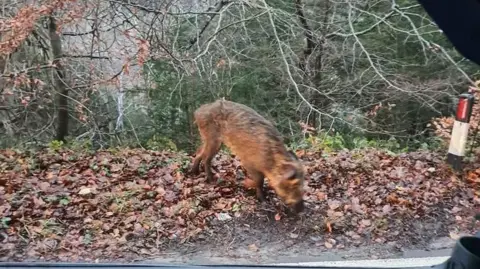 Fiona Holroyde A brown boar at the side of the road standing on leaves on the verge. The photo as been taken through the passenger window of a car.